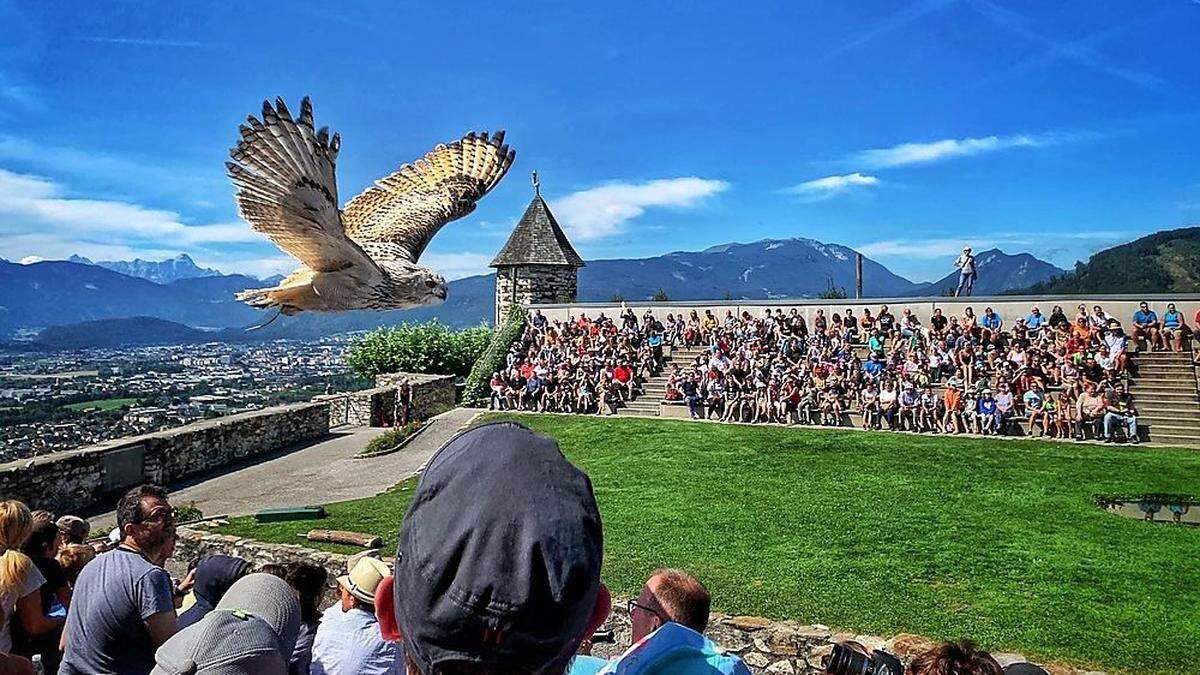 Die Adlerarena Landskron ist eine der beliebtesten Ausflugsziele in Kärnten