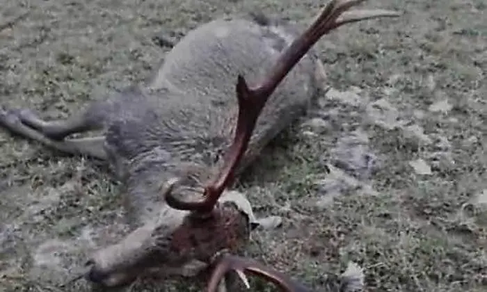 Dieser Hirschkadaver wurde gefunden