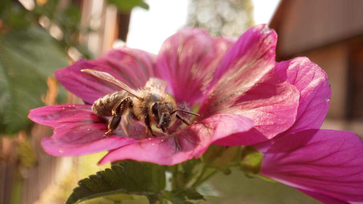 3400 Imker und Imkerinnen kümmern sich in Kärnten um die fleißigen Bienen