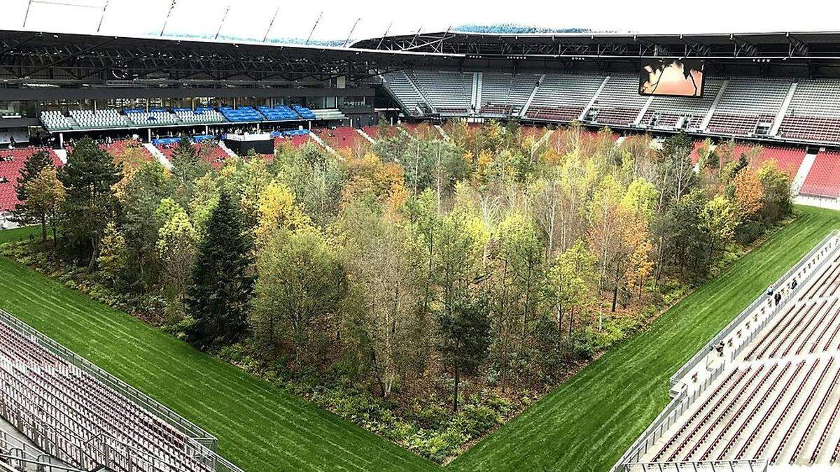 In Klagenfurt waren es 299 Bäume, in Basel wird es nur ein Baum sein