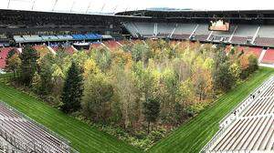 In Klagenfurt waren es 299 Bäume, in Basel wird es nur ein Baum sein