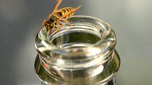 Alle Jahre wieder: Eine Wespe im Getränk