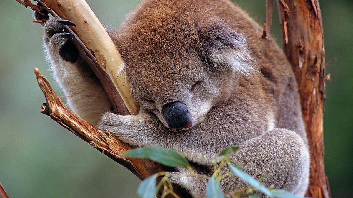 Der Lebensraum der Koalas wird weiter vernichtet