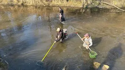 Drei Männer mit Elektrofischequipment im Fluss