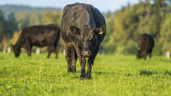 Die Kühe, die das ganze Jahr auf Koppeln gehalten werden, werden von landwirtschaftlichen Mitarbeitern des Resorts betreut