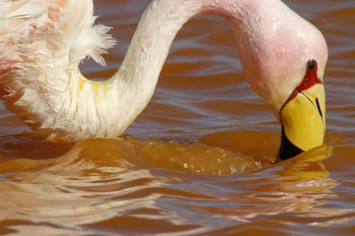 Drei verschiedene Flamingo-Arten brüten in der Laguna Colorada, der bunten Lagune, im Süden des Plateaus...