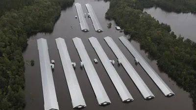Etwa 1,7 Millionen Masthühner starben in North Carolina, als die Anlagen eines großen Geflügelproduzenten überflutet wurden