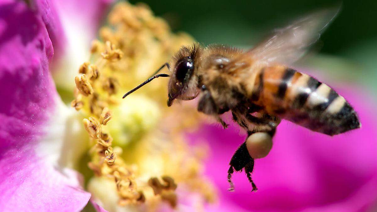 Die Bienen waren heuer sehr fleißig