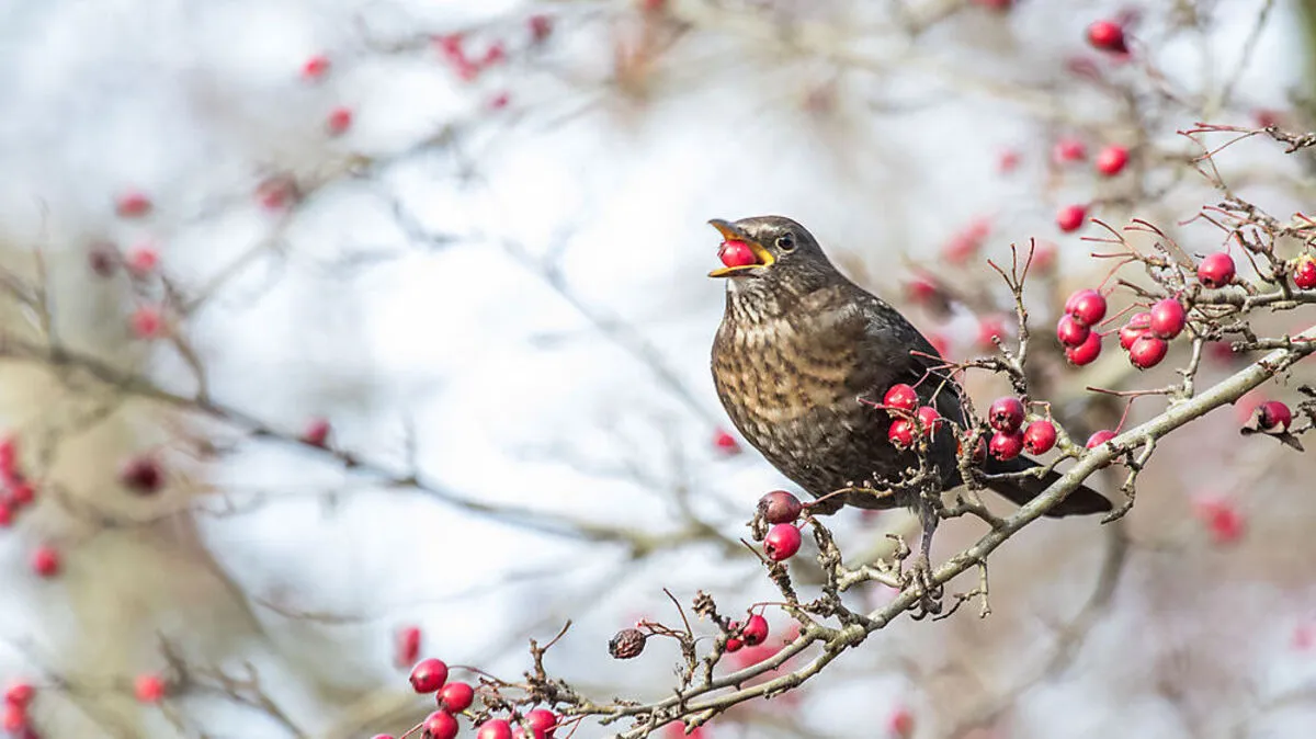 Amsel, Drossel, Fink und andere Singvögel wie dieser Gimpel wissen nahrhafte Beeren und Samen im Garten zu schätzen 