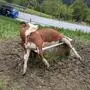 Ort der Dann-doch-nicht-Tierrettung war Ilgenberg in der Gemeinde Irdning-Donnersbachtal