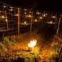 In der Nacht zündete Alexander Egger auf seinem Weinberg in Wernberg Paraffinkerzen an, um den Frost zu bekämpfen