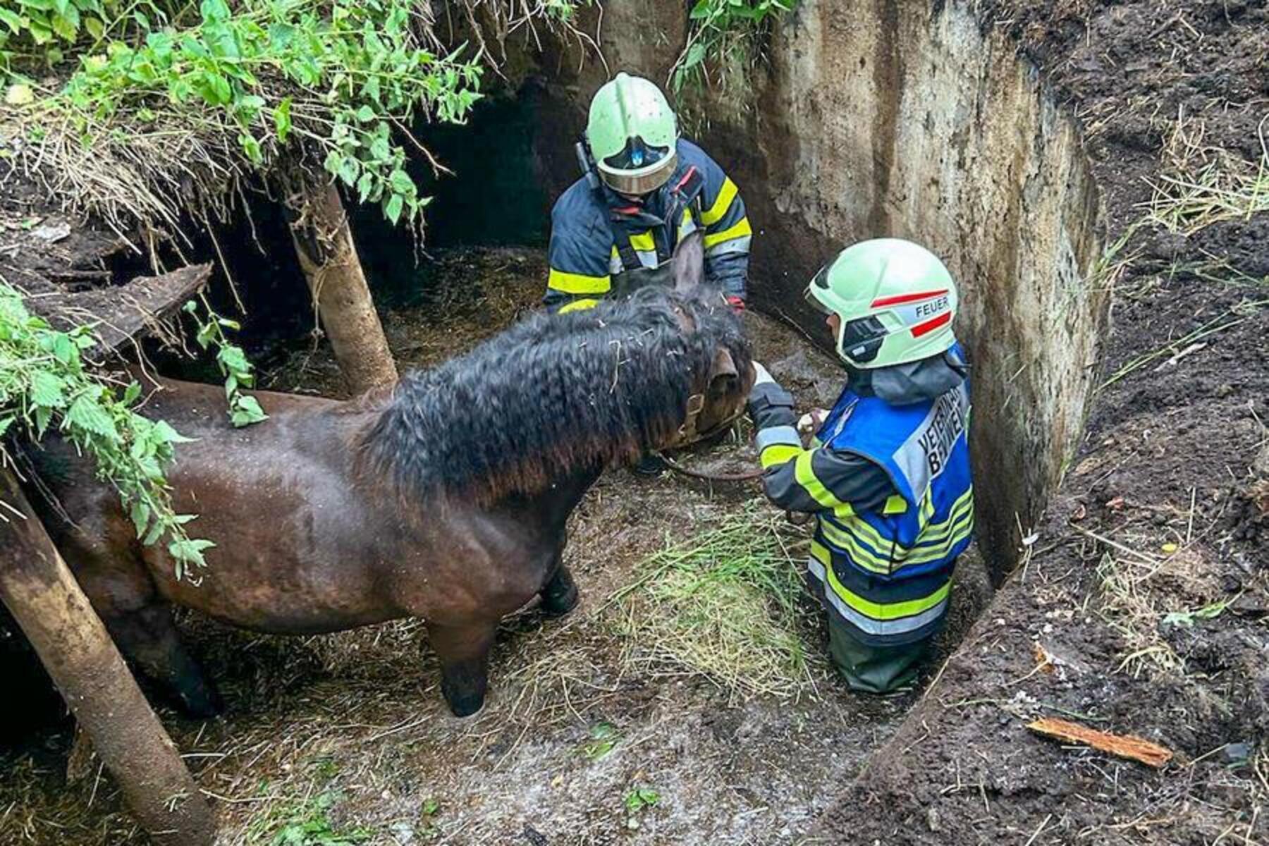Tierrettung: Pferd stürzte in alte Güllegrube – Feuerwehr rü