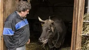 Ein Mann steht neben einer Kuh