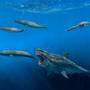 Acht Meter lange Beutetiere konnte der Riesenhai verschlingen
