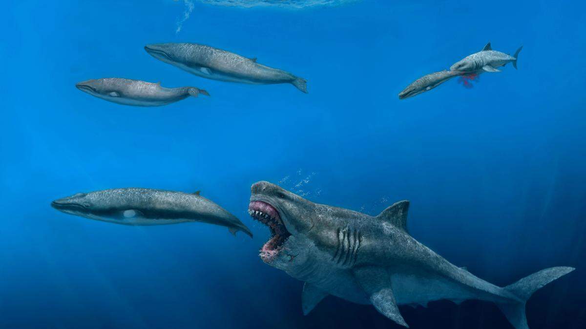 Acht Meter lange Beutetiere konnte der Riesenhai verschlingen