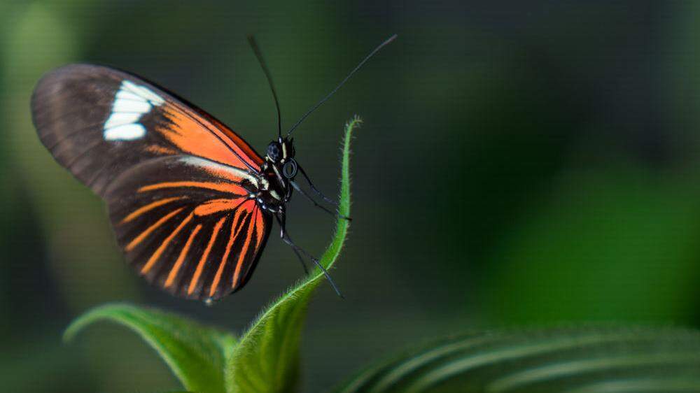 Das charakteristische Flügelmuster der Heliconius-Schmetterlinge schützt vor natürlichen Räubern