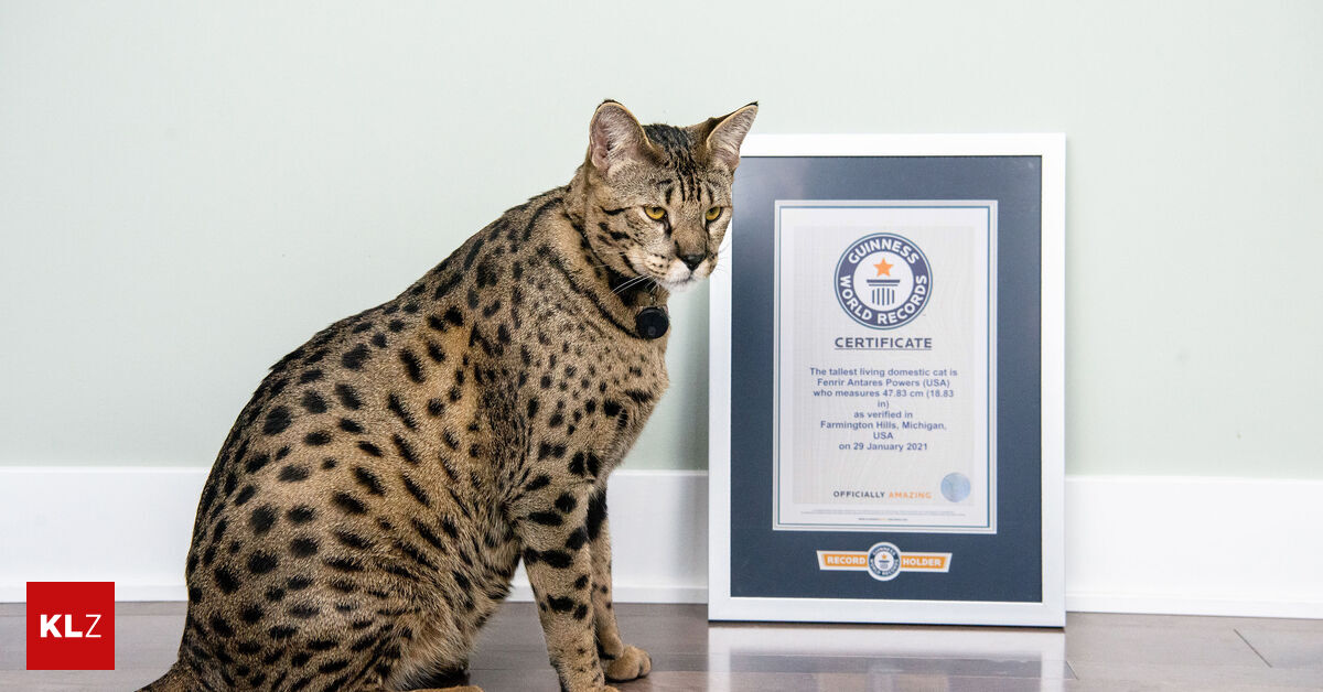 Größte Hauskatze der Welt heißt „Fenrir“ und ist einen halben Meter hoch