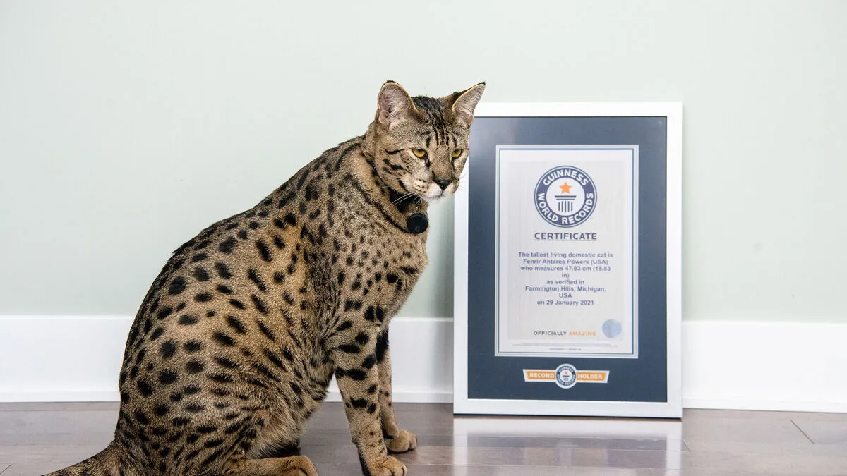 Fenrir ist fast einen halben Meter hoch, viele halten ihn für einen Ozelot, sagt sein Besitzer