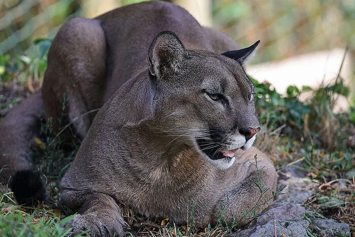 Platz 4: Puma Pelé und die Tierwelt Herberstein sahen 244.608 zahlende Gäste