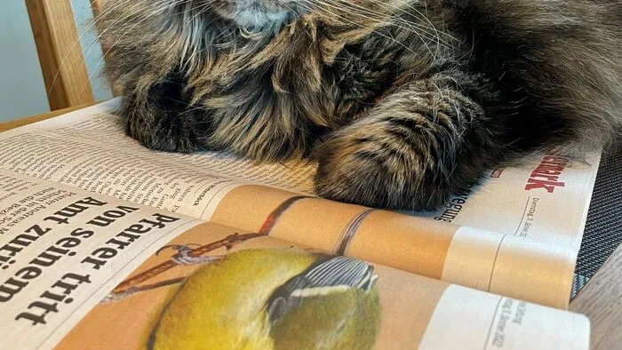 Leserreporterin Gerlinde Privschek aus Miesenbach liest die Kleine Zeitung gemeinsam mit Kater Romeo.