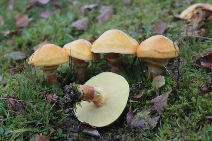 Goldröhrling - Suillus grevillei Merkmale: Er ist essbar, allerdings soll die Haut abgezogen werden. Der Hut ist leuchtend goldgelb, orangebräunlich bis rotbraun und wird bis zu zehn Zentimeter breit. Die Haut ist glatt und wird bei Feuchtigkeit sehr schleimig. Das Fleisch ist gelb und die Röhren zunächst goldgelb, später braungelb. Der Stiel ist schlank, mit einer schmalen gelblichen Ringzone. Darüber ist er gelb, darunter gelbbräunlich oder rotbräunlich. Sein Geruch erinnert an Obst. Vorkommen: Man findet in unter Lärchen, Fichten und Kiefern im Sommer und im Herbst. Verwechslung: Standort und Schleimigkeit machen diesen Pilz unverwechselbar.