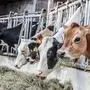 24 Kühe beherbergt ein steirischer Milchviehbetrieb im Schnitt