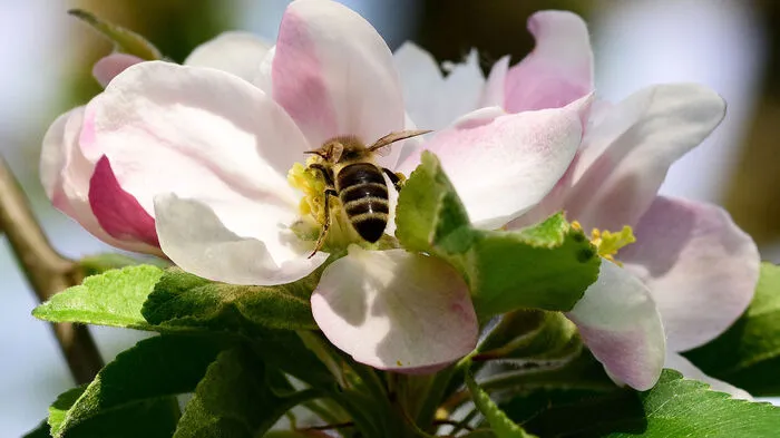 Da blühte den Bienen - und den Steirern ein genussreiches Fest