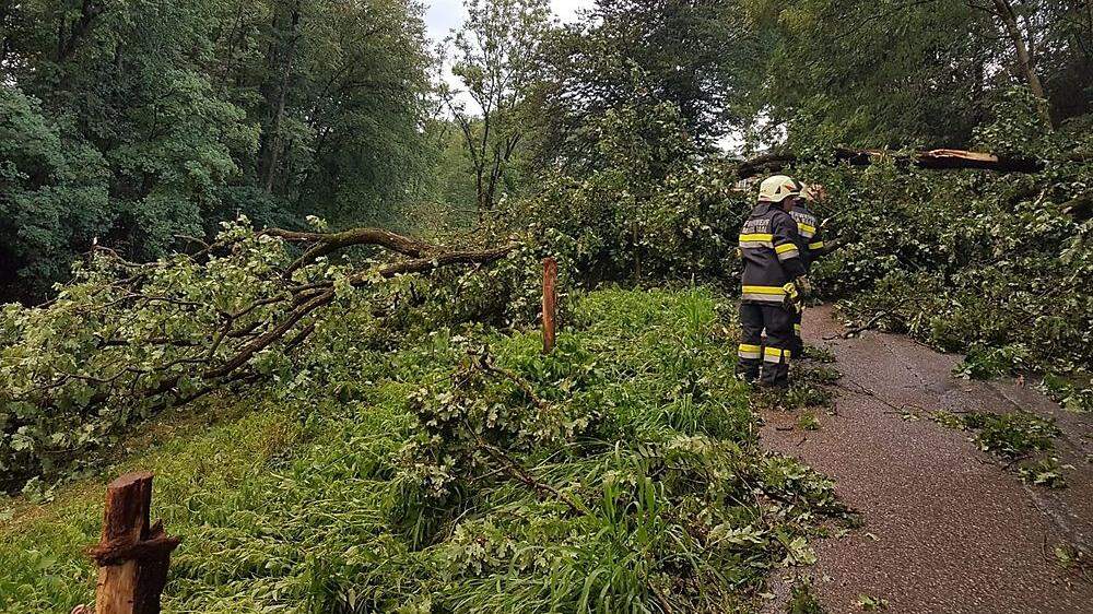 Umgestürzte Bäume hielten die Freiwillige Feuerwehr in Maria Saal auf Trab.