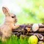 Seit dem 17. Jahrhundert ist der Hase österlicher Eierlieferant
