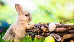 Seit dem 17. Jahrhundert ist der Hase österlicher Eierlieferant