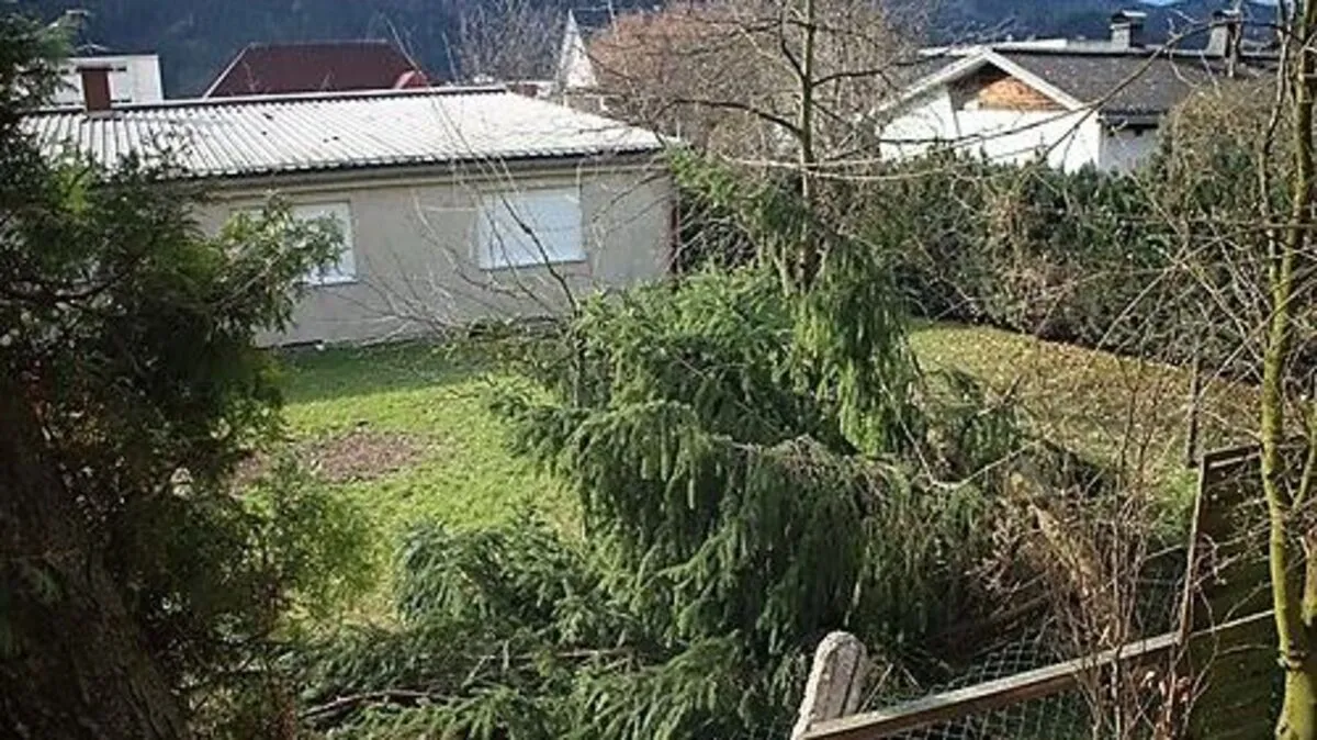 Am Einsatzort wurde der durch das Umstürzen verspannte Baum mittels Motorsäge zerteilt