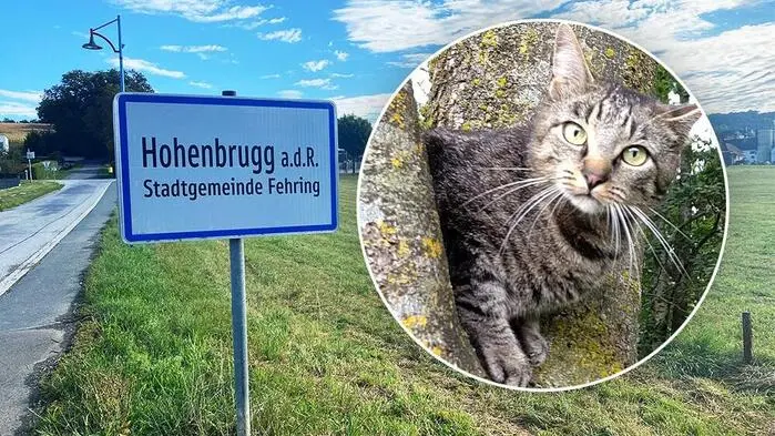In Hohenbrugg an der Raab wurde eine Katze angeschossen, die Polizei ermittelt