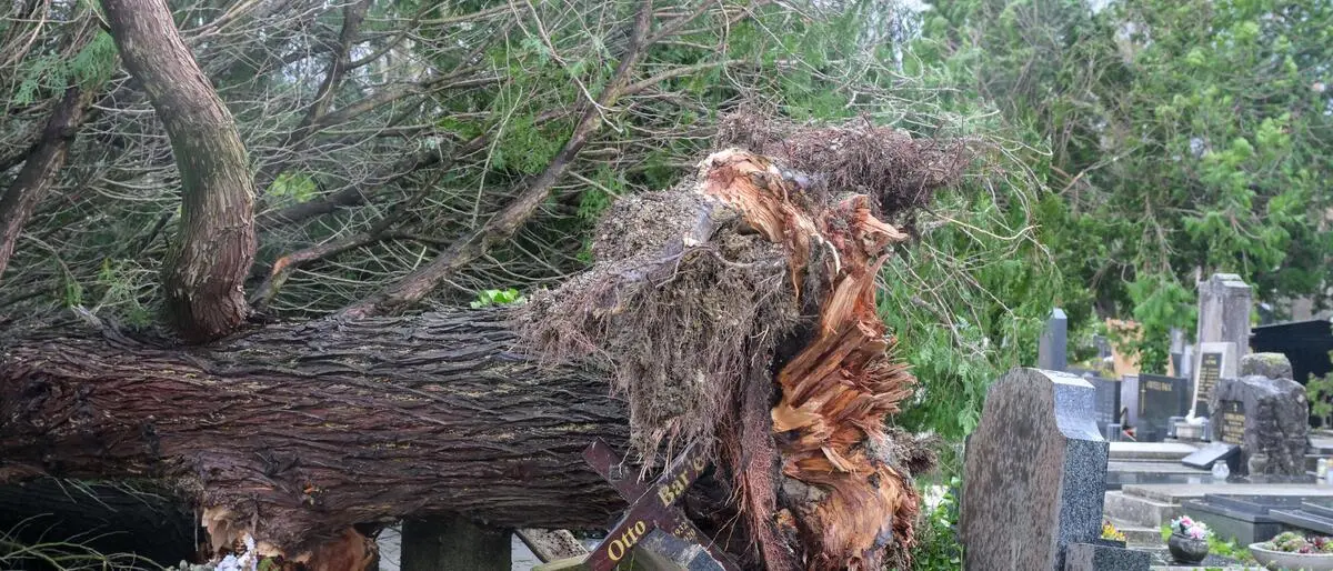 Sturm wehte Baum um