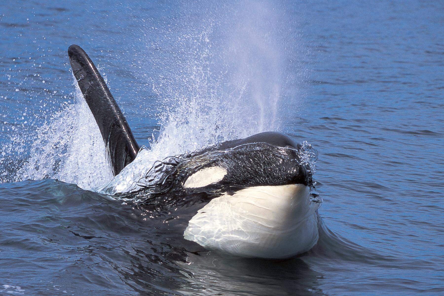 Vor der Küste Marokkos: Orcas versenken 15 Meter-Jacht