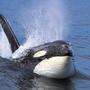 Die Orcas beschädigten das Ruderblatt der Segeljacht