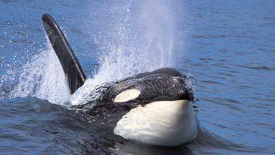 Die Orcas beschädigten das Ruderblatt der Segeljacht