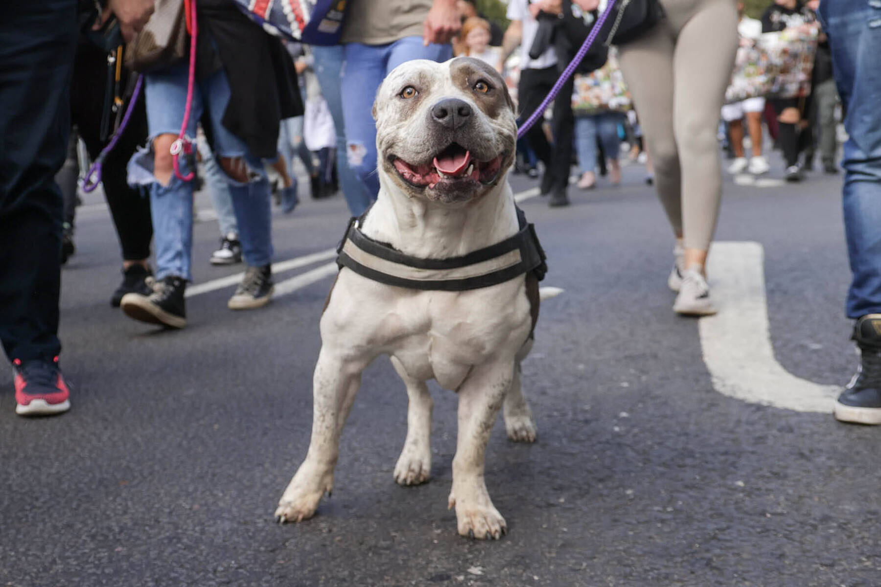 Verbotene Rasse: XL-Bully biss in England Mann zu Tode - Besitzer muss in Haft