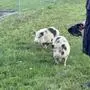 Zwei Minischweine büchsten in Gleisdorf aus