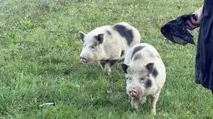 Zwei Minischweine büchsten in Gleisdorf aus