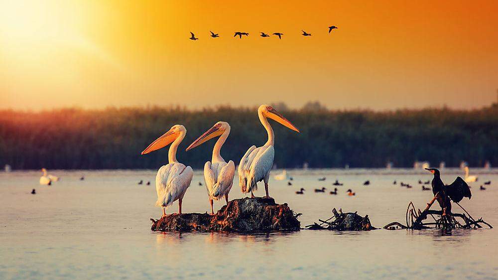 Pelikane sind das Wahrzeichen des Donaudeltas
