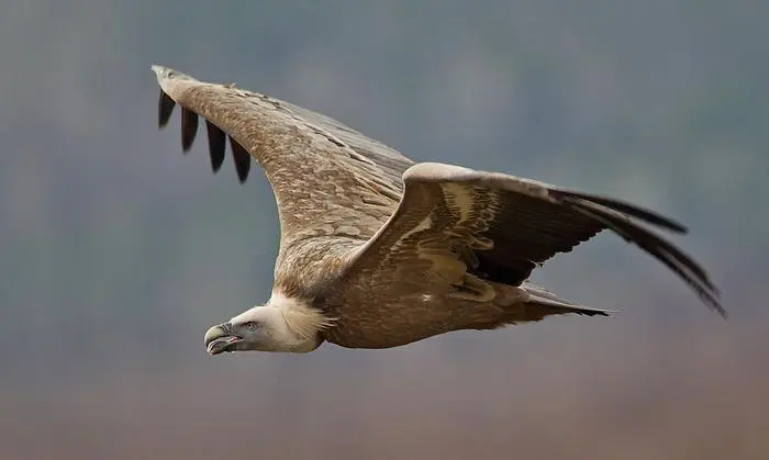 Der Gänsegeier ist in der Region der Herr der Lüfte