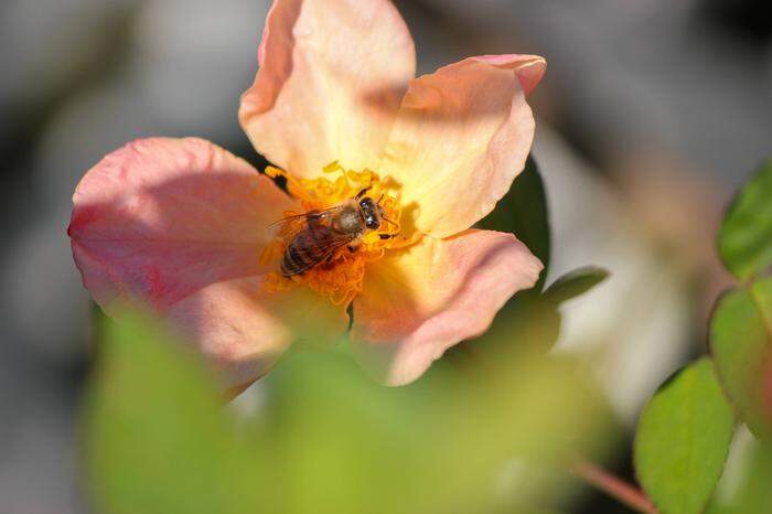 Bienen sind fleißig 