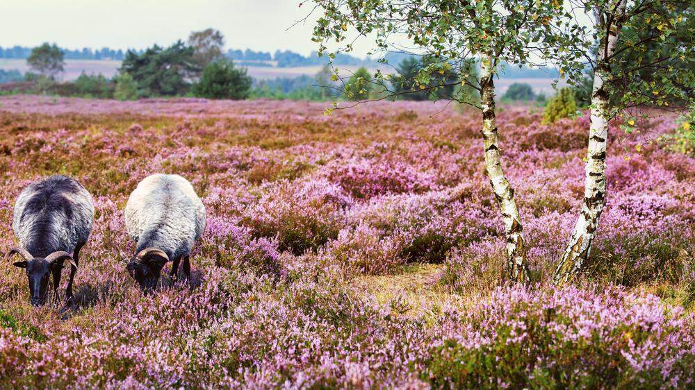 Die Schafe sind die wolligen Landschaftspfleger der Lüneburger Heide