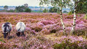 Die Schafe sind die wolligen Landschaftspfleger der Lüneburger Heide