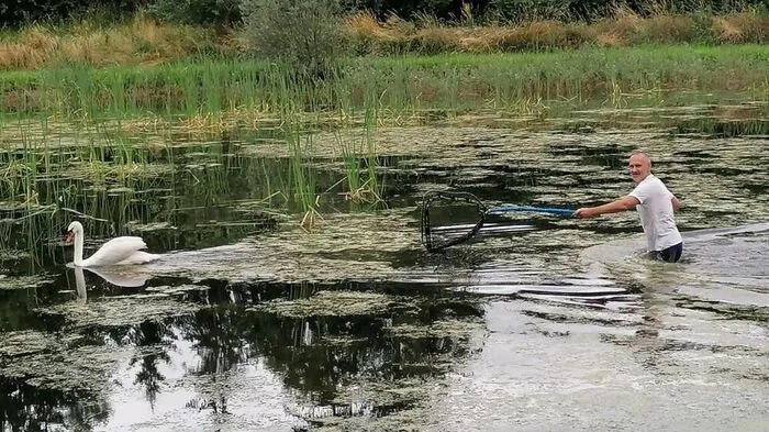 Bernhard Rauscher sprang sofort in den Teich, um dem Schwan zu helfen.