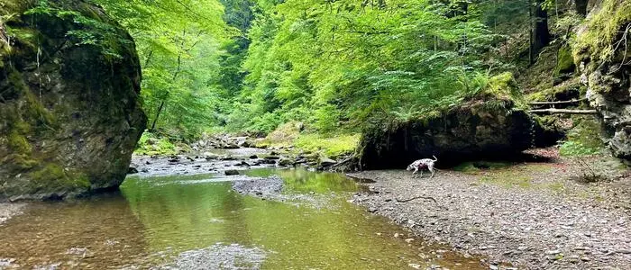 Die Große Raabklamm ist seit 1970 Naturschutzgebiet und seit 2006 Natura-2000-Schutzgebiet der EU (Flora-Fauna-Habitat- und Vogelschutzrichtlinie)