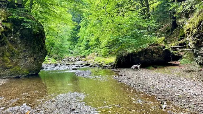 Die Große Raabklamm ist seit 1970 Naturschutzgebiet und seit 2006 Natura-2000-Schutzgebiet der EU (Flora-Fauna-Habitat- und Vogelschutzrichtlinie)