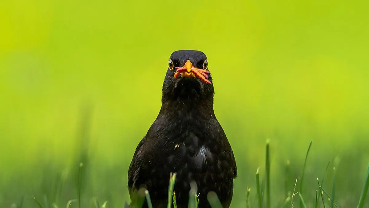 Die Amseln sind schon aktiv