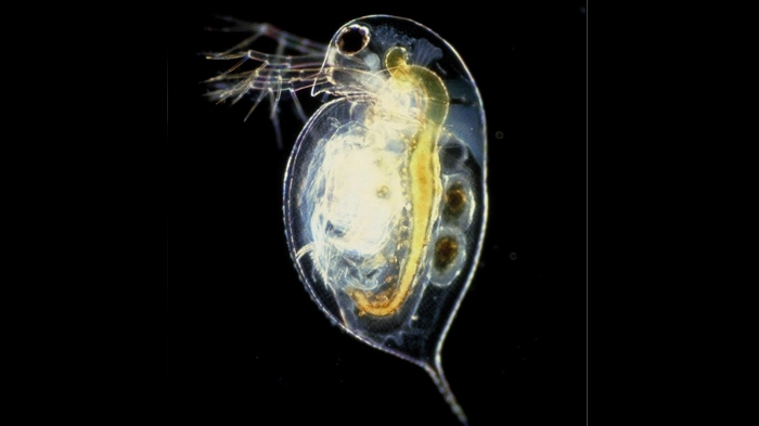 Als Folgen des CO2-Anstiegs in den Talsperren befürchten die Forscher nachlassende Verteidigungskräfte von Wasserflöhen, was schlussendlich auch Auswirkungen auf größere Wassertiere haben könnte