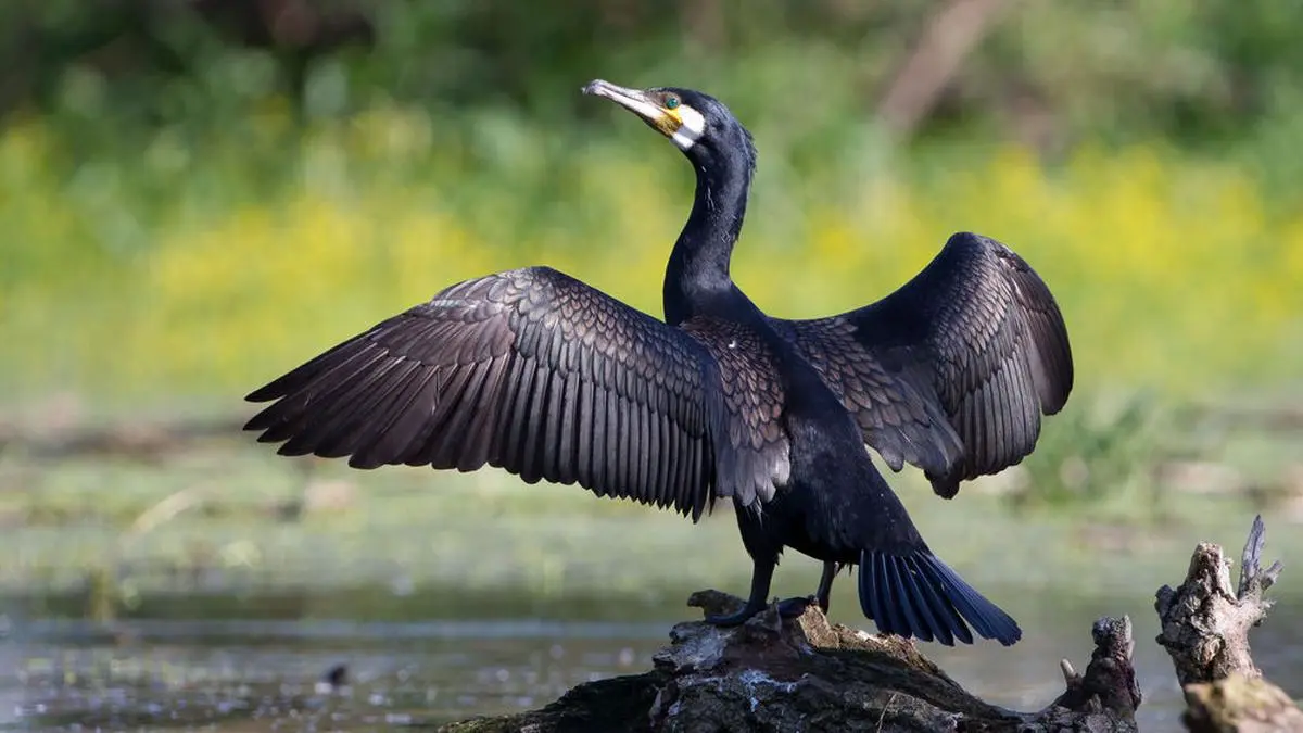 Der Kormoran, eine geschützte Tierart, hat sich im Bleistätter Moor angesiedelt
